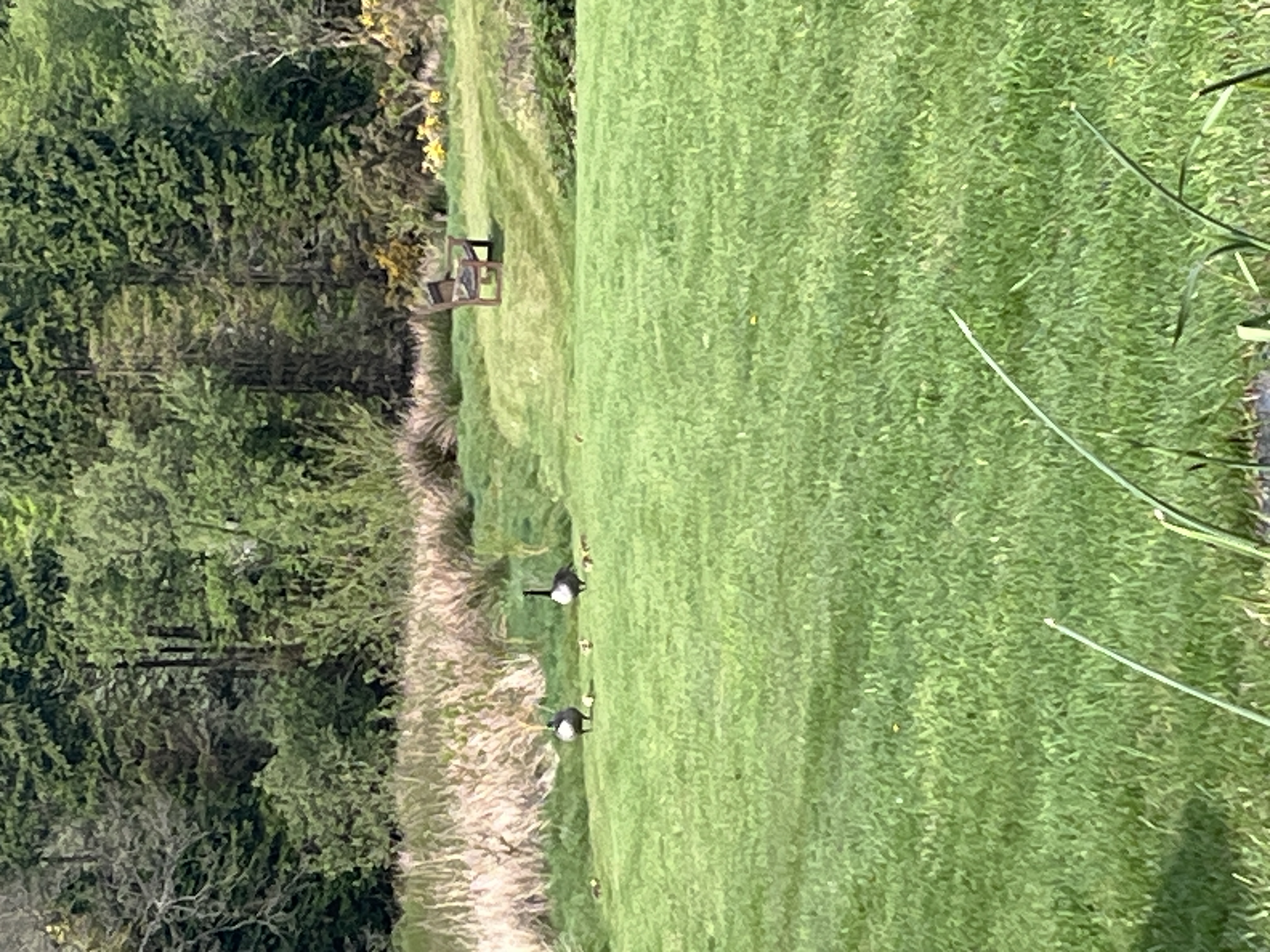 Clever Cher our resident Canadian Goose has done it again