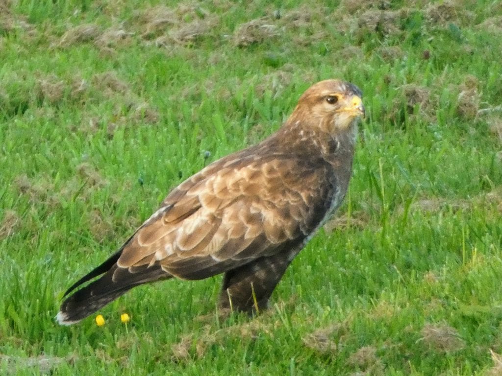 Plan the Perfect Pet-Friendly Glamping Holiday with Ease and Joy!